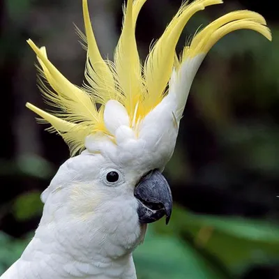Метаморфоза, гибрид: попугай-ананас, …» — создано в Шедевруме