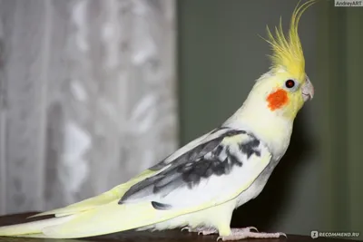 Белый попугай с хохолком - 71 фото