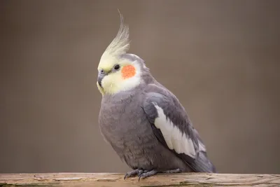 Белый попугай с хохолком - 71 фото