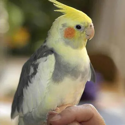 Волнистый попугайчик - купить в Пскове