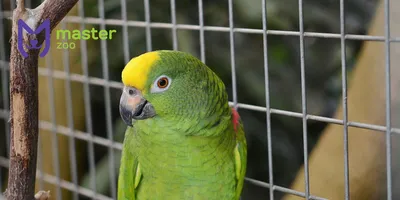 Что нужно в клетке для попугая 🦜 Советы владельцам | Pet7