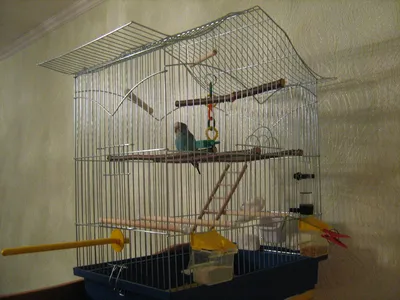 Волнистый попугай в клетке Рука на попугаи Стоковое Фото - изображение  насчитывающей дом, клюв: 110004466