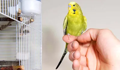 Какой должна быть клетка для волнистых попугаев: размер, обустройство