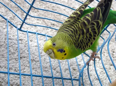 Что нужно для попугая в клетке? Поилки и кормилки