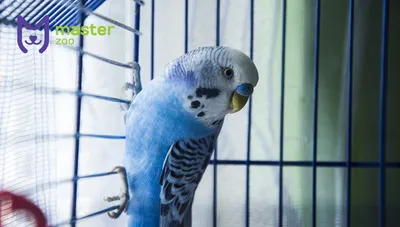 Волнистый попугай в клетке стоковое изображение. изображение насчитывающей  глянцевато - 134980237