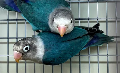 Клетка для птиц, попугаев металлическая 35х28х43 - купить с доставкой по  выгодным ценам в интернет-магазине OZON (1056439503)