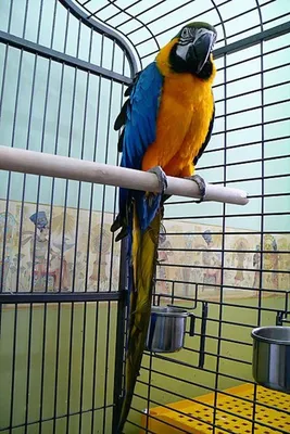 Ожереловый попугай - «Ожереловый попугай 🦜 » | отзывы