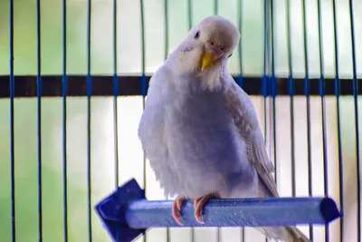Клетка для попугая купить в Украине, цена в интернет-магазине Фаунамаркет