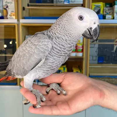 Серый попугай Жако купить в Москве по доступным ценам из питомника.  Интернет зоомагазин Malinki ZooStore.