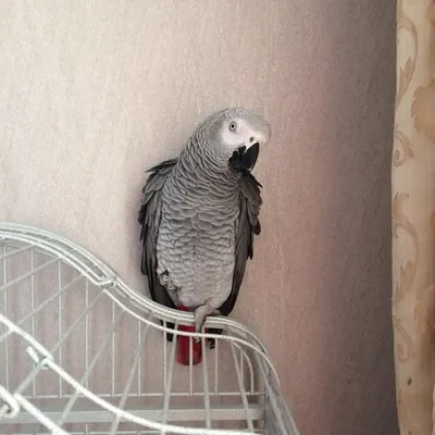Серый попугай жако - «Любимый паскудник или без него не жизнь, а скука» |  отзывы