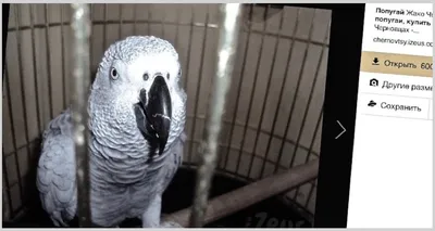Попугай жако: фото, разведение, уход, продолжительность жизни, все о  говорящих попугаях жако | Блог зоомагазина Zootovary.com