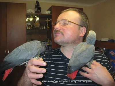 Экзотические попугаи: серый африканский попугай жако, красноспинный ара,  солнечные аратинги - YouTube