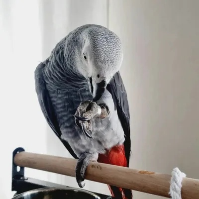 Купить Versele-Laga Prestige Premium AFRICAN PARROT MIX корм для попугаев  жако, сенегальский, конголезский в Киеве и по всей Украине - цена, отзывы в  зоомагазине Зоодом Бегемот