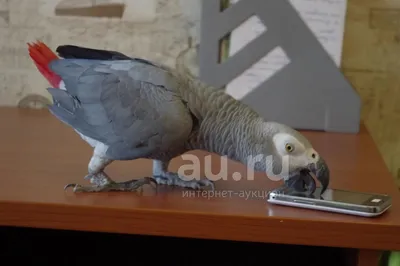 Краснохвостый жако (Psittacus erithacus erithacus) — Зоопарк «Лимпопо» г.  Нижний Новгород – Нижегородский зоопарк