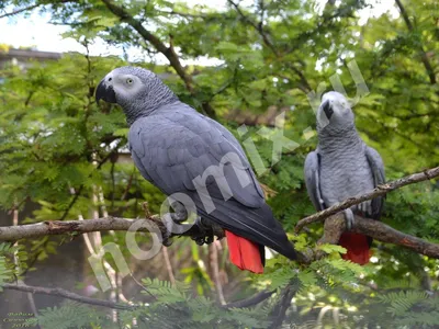 Красивый и самый умный африканский серый попугай жако | Премиум Фото