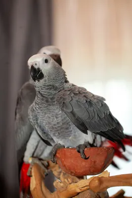 Первоуралочке продали больного попугая за 120 тысяч рублей — Городские вести