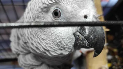 Жако краснохвостый - попугай для дома. Московская область
