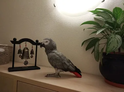 Купить говорящий ручной попугай жако в Саратове — объявление № Т-5302016  (935399) на Барахла.НЕТ