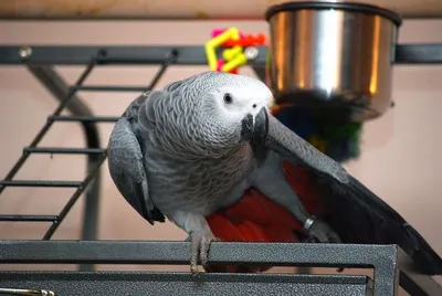 Говорящий попугай Жако Гоша - YouTube