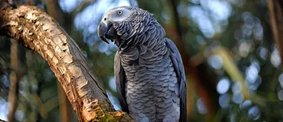 Интересные факты о попугае Жако. Эти попугаи могут запоминать больше тысячи  слов! Остальные виды попугаев только имитируют речь человека… | Instagram