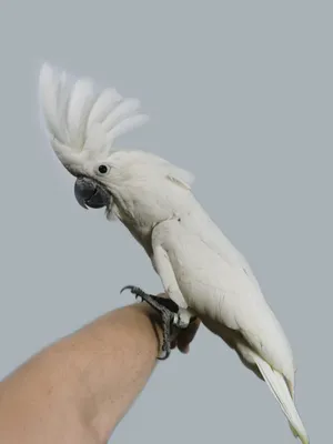 Серый попугай жако - «Любимый паскудник или без него не жизнь, а скука» |  отзывы