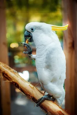 Архив Ручной алохвостый попугай Жако: 1 100 $ - Другие птицы Киев на BON.ua  81751333