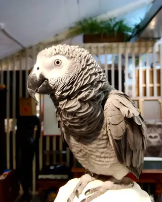 Попугай амазон — Зоопарк Садгород