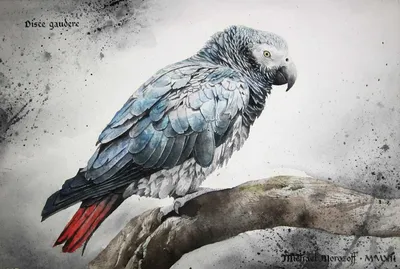 Попугаи жако: среда обитания и особенности птиц - Наши птички