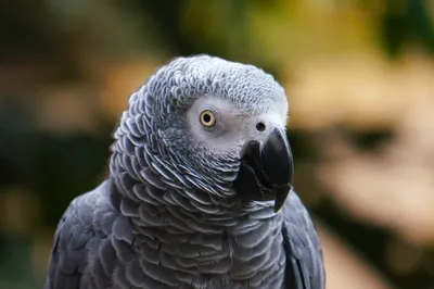 Отправляйте его в школу\": говорящий попугай жако знает о фруктах все –  забавное видео
