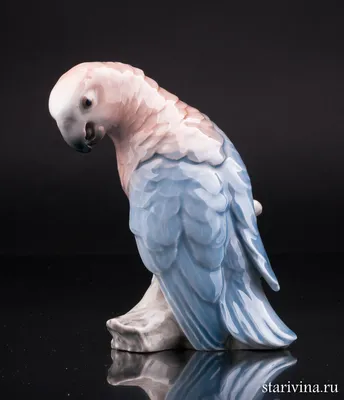 Говорящий попугай жако - стоит ли заводить?