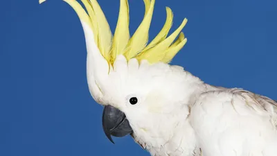 Попугай Какаду: фото, внешний вид, виды, ареал, цена, уход, содержание и  отзывы о попугаях Какаду