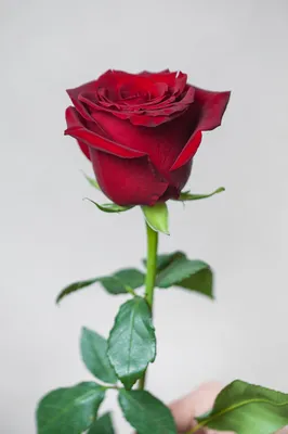 Лучшие сорта роз и их отличия между собой | Блог Чайная роза