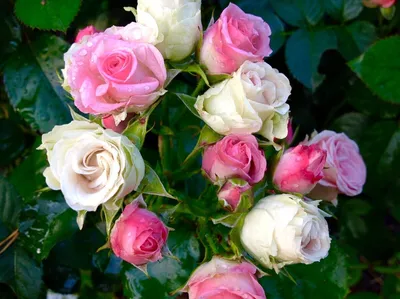Кустовые мелкие розы, популярные сорта, как составлять букет — Читайте в  блоге «Городской Базы Цветов»