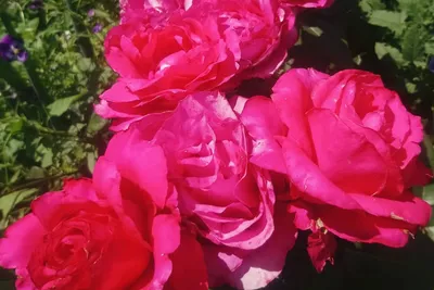 Лучшие сорта роз флорибунда: описание и фото | Интернет-магазин садовых  растений