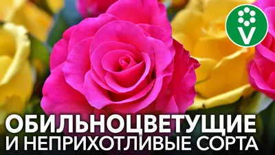Сорта роз. Флорибунда. Чайно-гибридные розы. Грандифлора. Обзор  fiftyflowers.ru