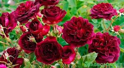 РОЗЫ ФЛОРИБУНДА: чем отличаются от других роз, особенности выращивания,  лучшие сорта