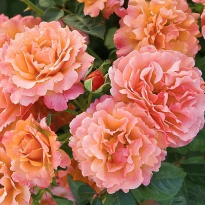 Сорта роз Кордес: описание и фото | Интернет-магазин садовых растений