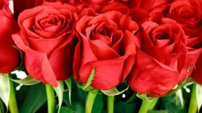 Самые популярные сорта роз в ТК \"Подосинки\" | Линия Розы | Дзен