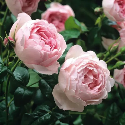 Книга \"Плетистые розы. Лучшие сорта, описание, уход\". Школа садоводов