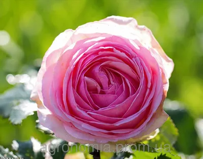 Розы в саду (дизайн) - Энциклопедия роз