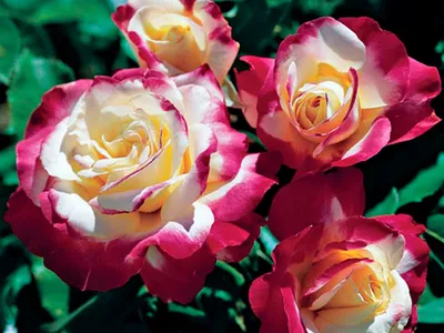 Популярные и лучшие сорта роз в Украине | Розарий