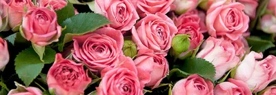 Французский шарм роз Мейян | Блог интернет-магазина Подворье