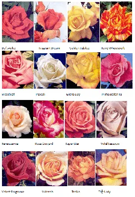 Классификация роз для новичков