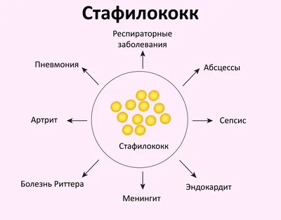 Анализы на стафилококк: когда нужно сдавать, как подготовиться, сроки  проведения и стоимость