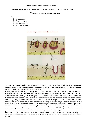 Презентация по разделу: Частная микробиология на тему \"Носительство  стафилококка\"