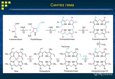 Разнообразие печеночных изменений кожи: как отличить их от возрастных? |  НОВОСТИ ДОЛГОЛЕТИЯ (Проспект Гормезиса) | Дзен