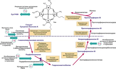 Винсент Ван Гог и порфирия - PsyAndNeuro.ru