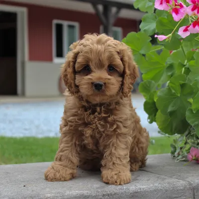 картинки : собака, Canidae, Млекопитающее, порода собаки, Кокапу, щенок,  Goldendoodle, Плотоядное животное, Собака-компаньон, Кавапу, Морда,  Schnoodle, Спортивная группа, Скрещивание пуделя, Бассет-фол-де-бретань,  Labradoodle, Собака редкой породы ...