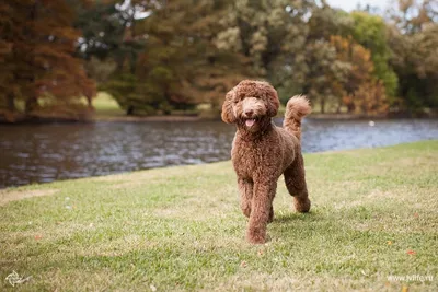 Кокапу - все о собаке, описание породы, фото щенков | Pet-Yes