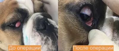 У пекинеса выпал глаз: лечение и вправление глаза собаке